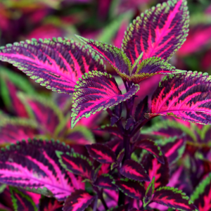Coleus